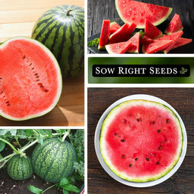 Cal Sweet Bush Watermelon showing a compact bush growth ideal for patios.