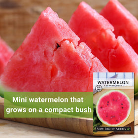 Cal Sweet Bush Watermelon on the vine with 5–7 lb fruit in a sunny garden.