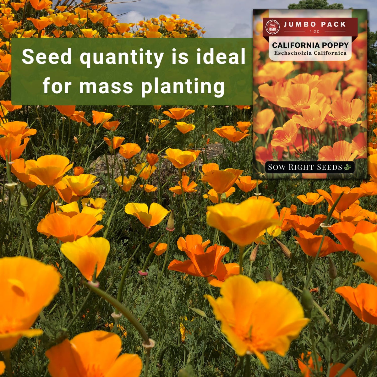 Sow Right Seeds California Poppy provides pollinator-friendly blooms for a lively garden