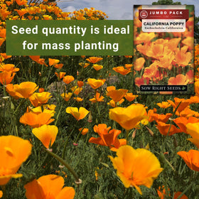 Sow Right Seeds California Poppy provides pollinator-friendly blooms for a lively garden