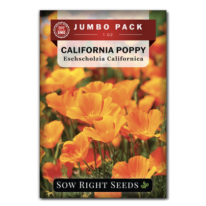 Sow Right Seeds California Poppy bulk packet ready for bold late-spring color