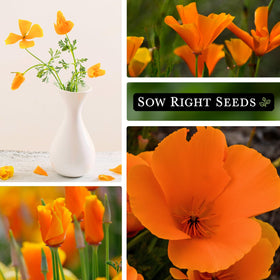 Sow Right Seeds California Poppy self-seeds, filling beds across seasons