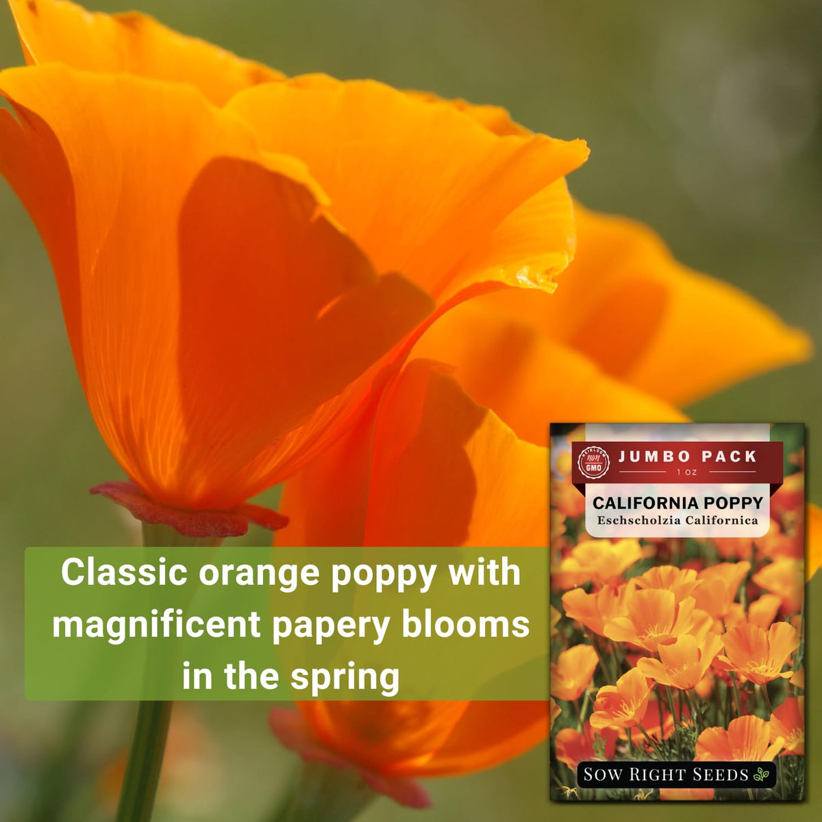Sow Right Seeds California Poppy sun-loving annual ideal for mass plantings and borders
