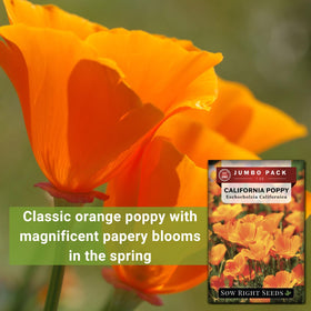 Sow Right Seeds California Poppy sun-loving annual ideal for mass plantings and borders