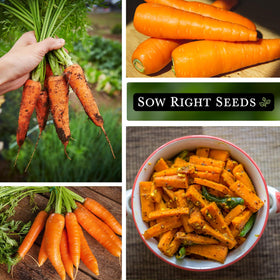 Sow Right Seeds carrot planting guide: 1/4 inch depth and 1-2 inch spacing
