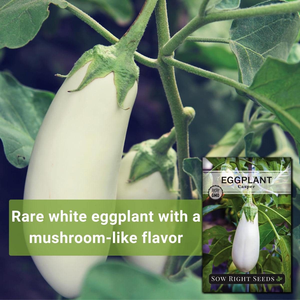 Casper eggplant fruit on the vine with white heirloom appeal