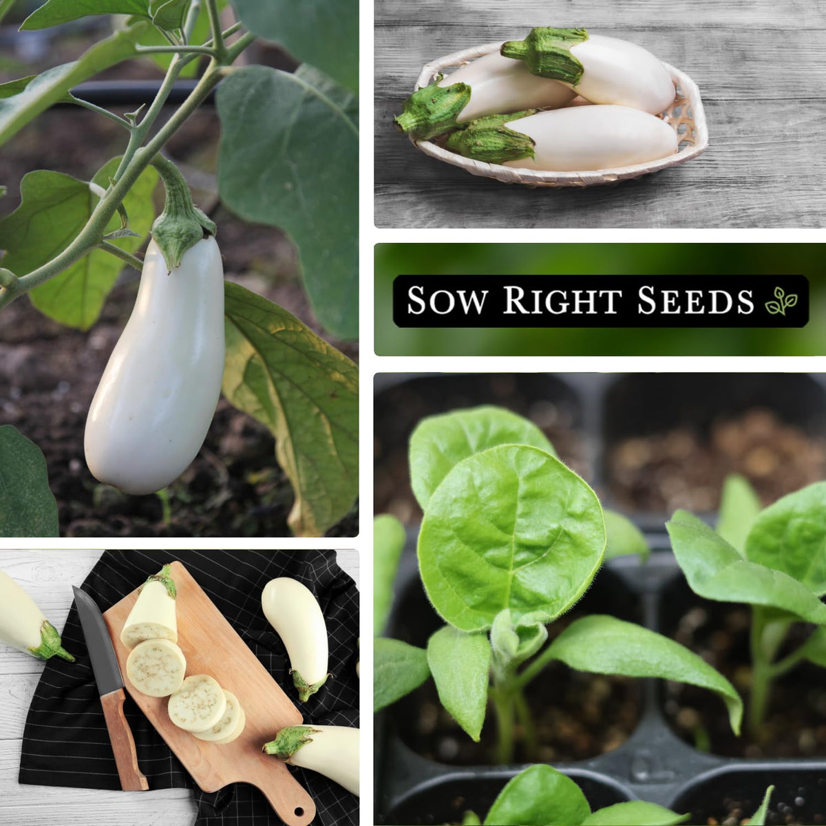 Casper eggplant growing in full sun ideal for warm-season gardens