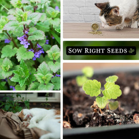 Sow Right Seeds catnip flowering plant image emphasizing scent and cat curiosity.