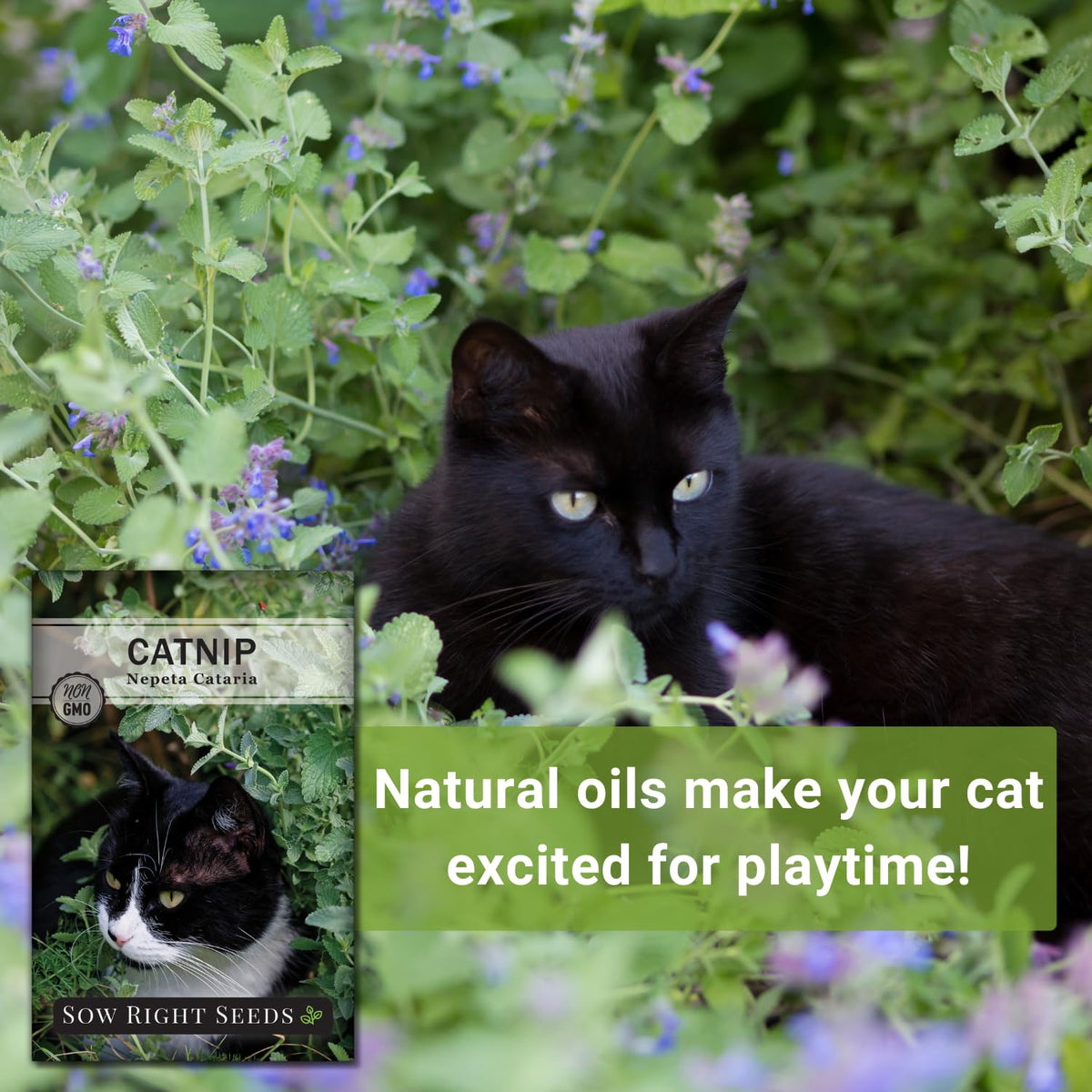 Sow Right Seeds catnip indoor growth demonstrates easy care and suitability.