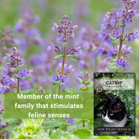 Sow Right Seeds catnip plants in garden show healthy growth and aroma.