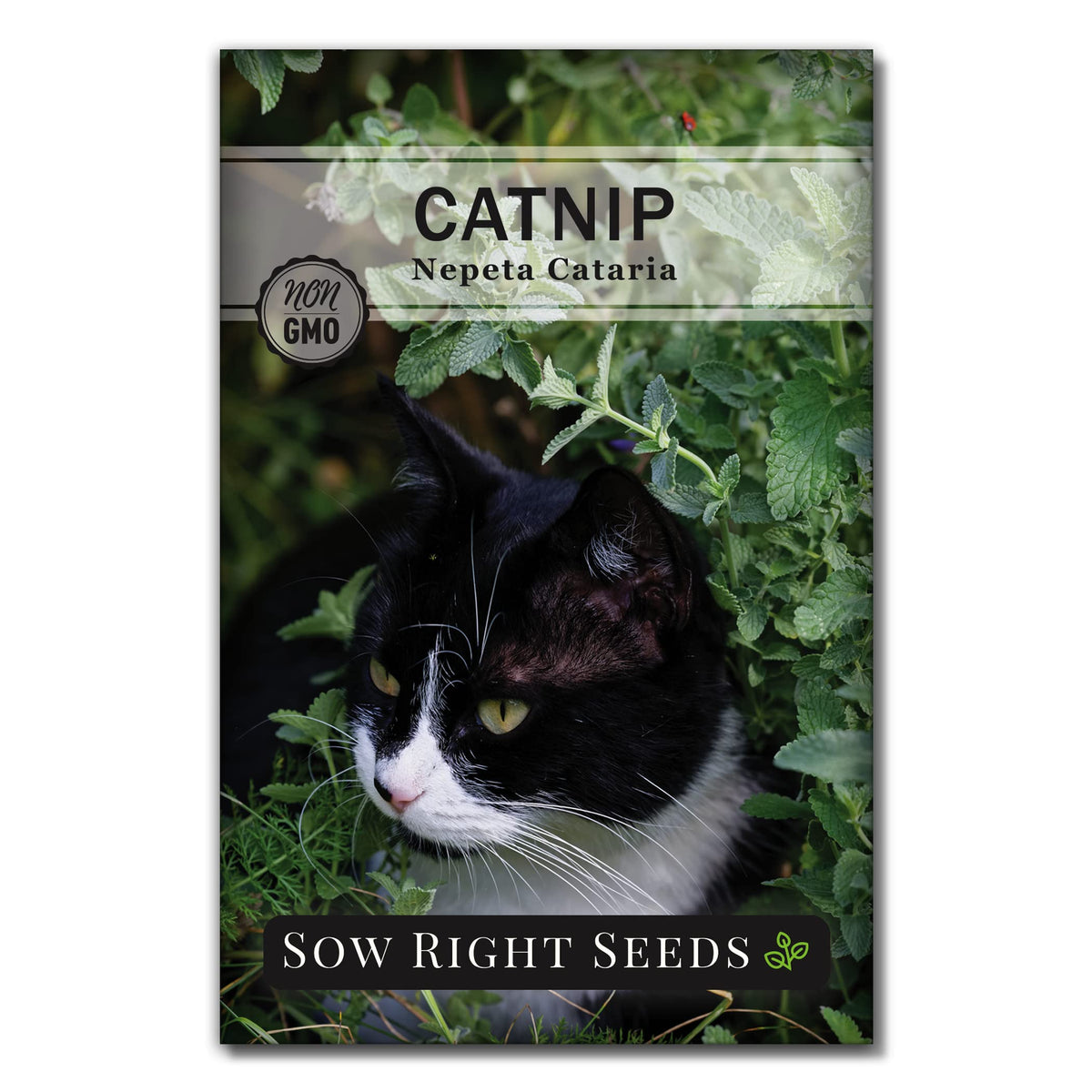 Sow Right Seeds catnip seed packet for home planting and cat enjoyment.