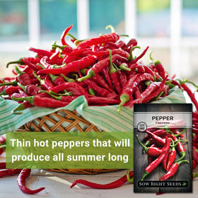 Sow Right Seeds Cayenne peppers on vine—long red fruits for heat.