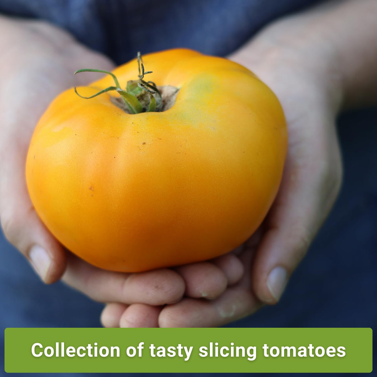 Sow Right Seeds Cherokee Purple tomato seeds pack with rich, savory slicing tomatoes.