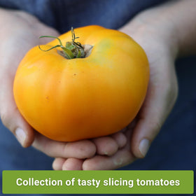 Sow Right Seeds Cherokee Purple tomato seeds pack with rich, savory slicing tomatoes.