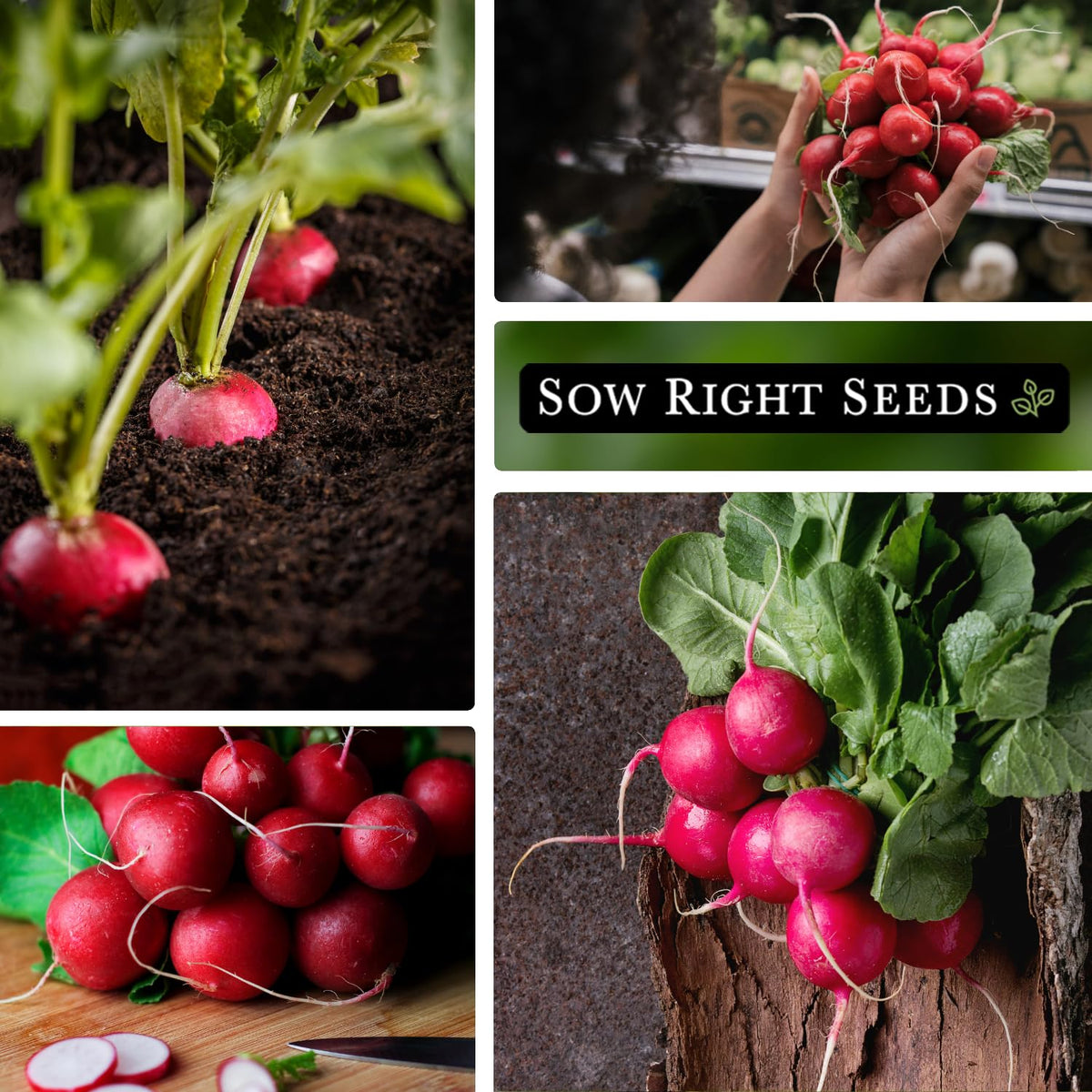 Garden scene with Cherry Belle radishes ready to harvest in raised beds