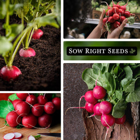 Garden scene with Cherry Belle radishes ready to harvest in raised beds