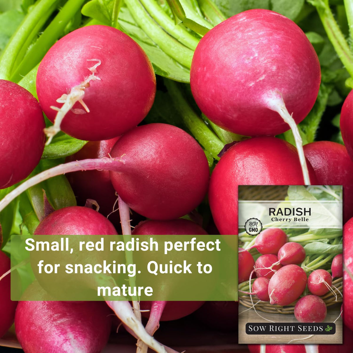 Close-up of Cherry Belle radishes with crisp red skins and white flesh