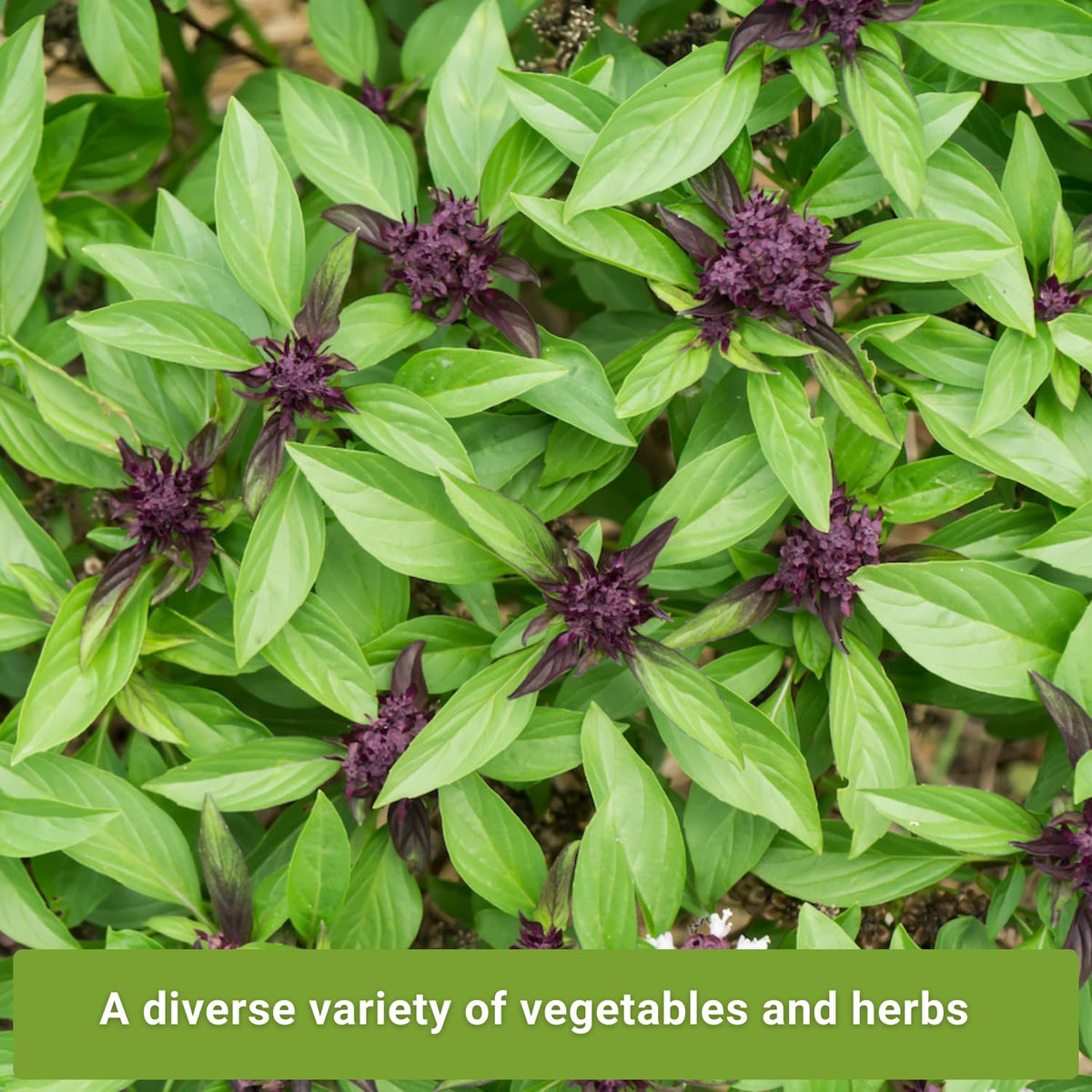 Sow Right Seeds Chinese celery seeds in a packet for aromatic crunchy stalks.