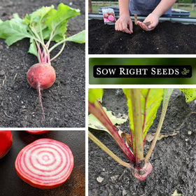 Sow Right Seeds Chioggia beets harvest-ready roots in 50-60 days.