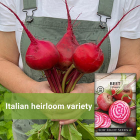 Chioggia beet root cross-section shows pink-white rings.