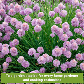 Sow Right Seeds fresh chives harvest ready to garnish meals.
