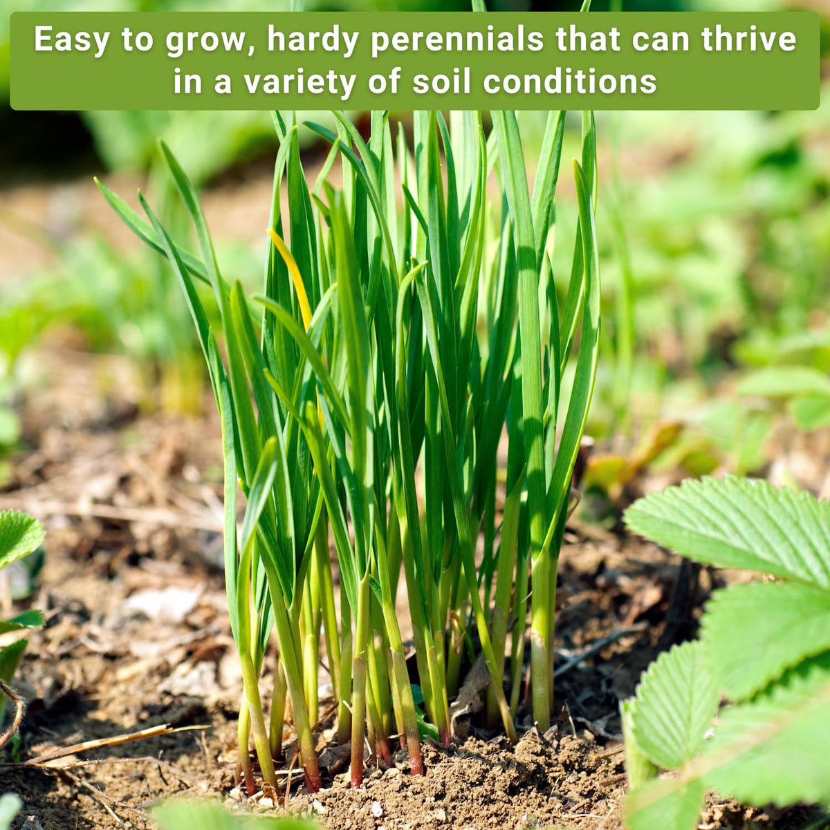 Sow Right Seeds solar-powered operation with Safe Seed Pledge assurance.