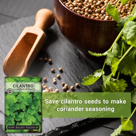 Sow Right Seeds cilantro uses in salsa, tacos, and more.