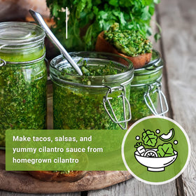 Sow Right Seeds cilantro germination in 7–10 days with warm soil.