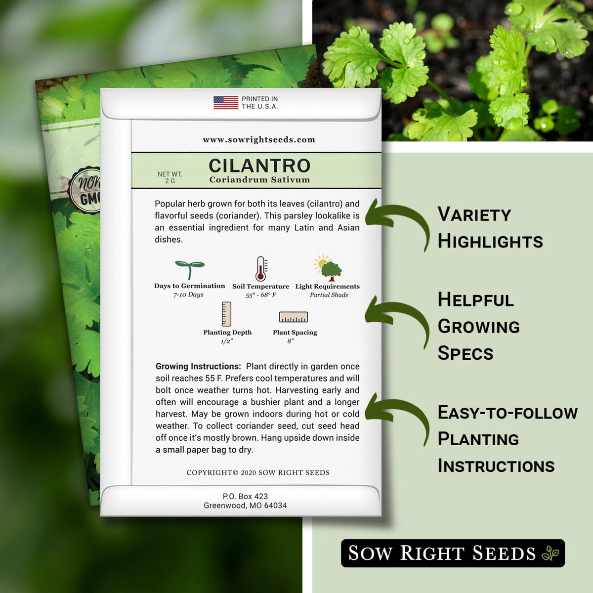 Sow Right Seeds cilantro germination tips highlight quick sprouting in warm soil for fresh harvests.