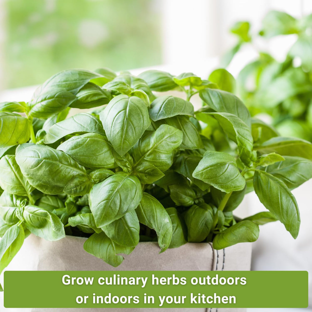Sow Right Seeds cilantro packet great for salsa, taco toppings, or garnish
