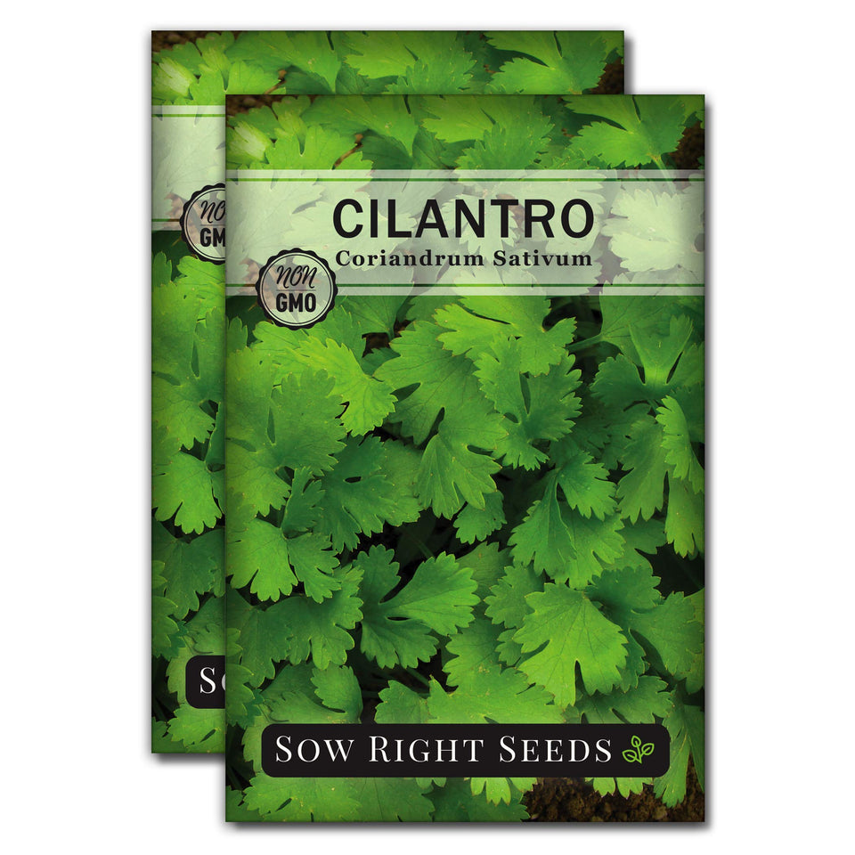 Sow Right Seeds cilantro seeds packaging for a gift-ready kitchen herb garden.
