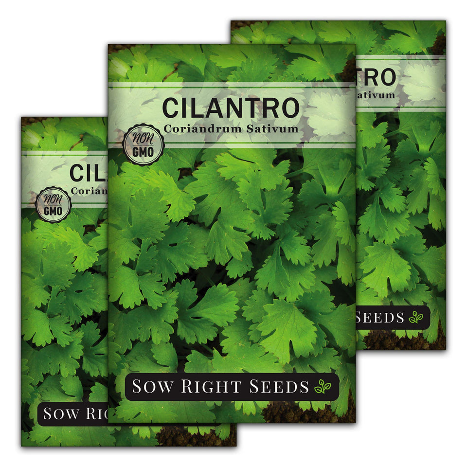 Sow Right Seeds cilantro seeds packet shows colorful packaging for easy kitchen herb gardening.