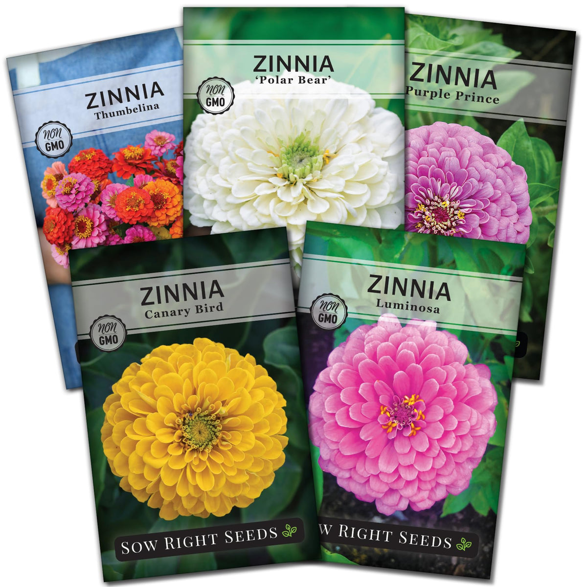 Sow Right Seeds Zinnia Luminosa packet cover, vibrant pink blooms for bright garden color.