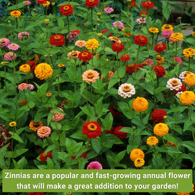 Sow Right Seeds Zinnia Polar Bear packet cover, pure white blooms for fresh, airy border displays.