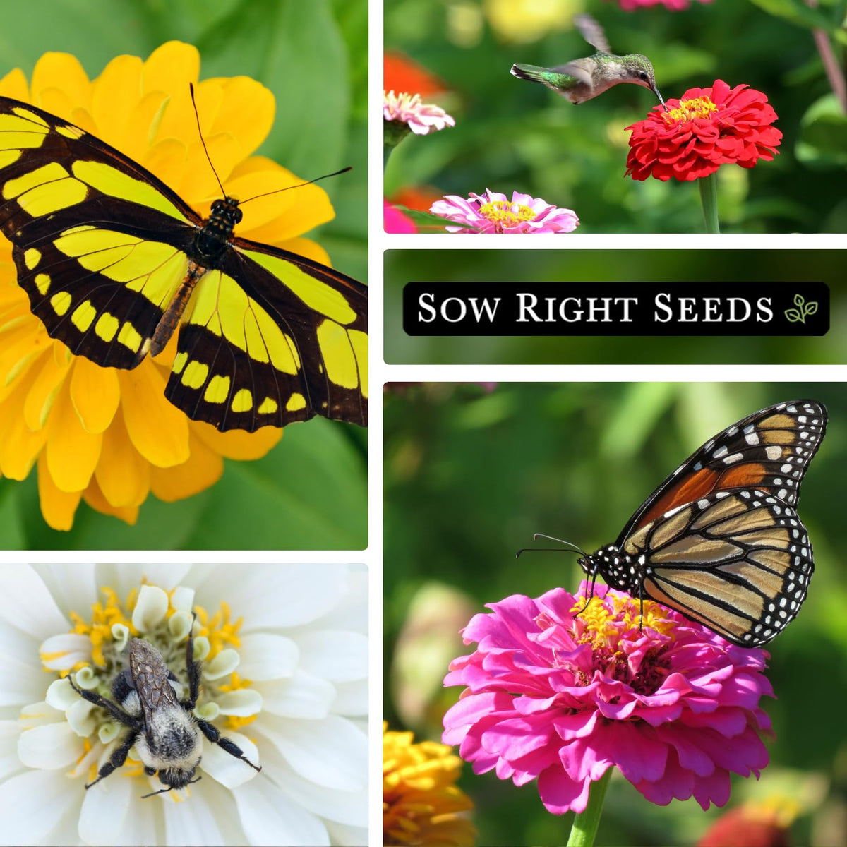 Sow Right Seeds Zinnia Purple Prince packet cover, rich purple petals create striking garden accents.