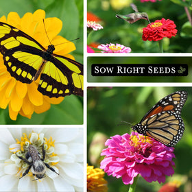 Sow Right Seeds Zinnia Purple Prince packet cover, rich purple petals create striking garden accents.