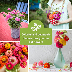 Sow Right Seeds Zinnia Thumbelina packet cover, dwarf multicolor blooms ideal for containers.
