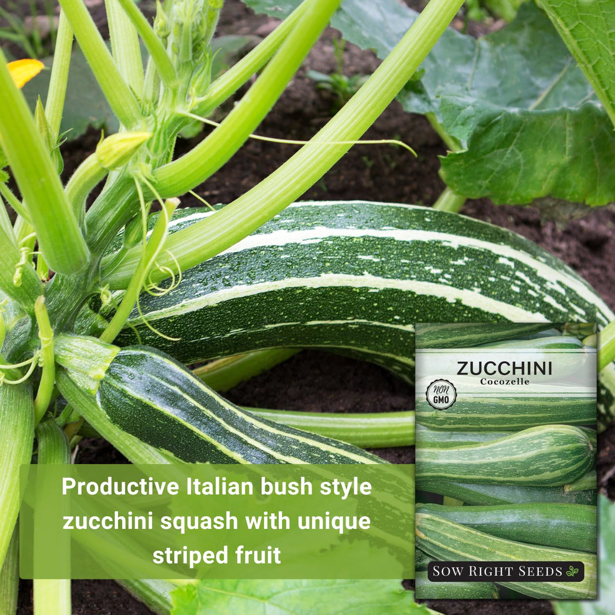 Sow Right Seeds Cocozelle zucchini fruit on vigorous vines for abundant harvest.
