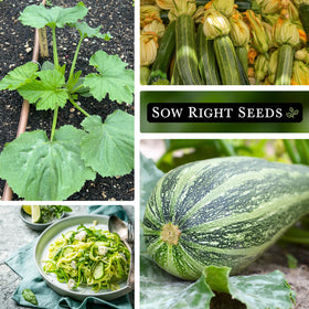 Sow Right Seeds Cocozelle zucchini seeds planted 1 inch deep and 24-36 inches apart.