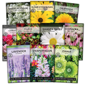 Sow Right Seeds Coleus Rainbow Mix packet with bright foliage for shade garden borders.