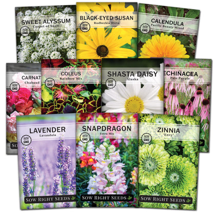 Sow Right Seeds Coleus Rainbow Mix packet with bright foliage for shade garden borders.