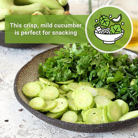 Sow Right Seeds container cucumber for patios and balconies
