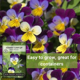 Sow Right Seeds container garden Johnny Jump-Up thrives in sunny spots.
