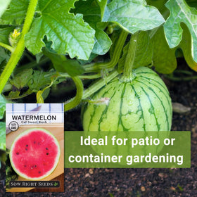 Watermelon thriving in a container garden featuring Cal Sweet Bush variety.