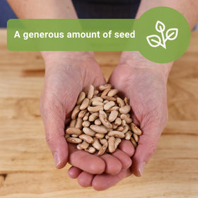 Sow Right Seeds Contender beans planted 1 inch deep for easy sowing.