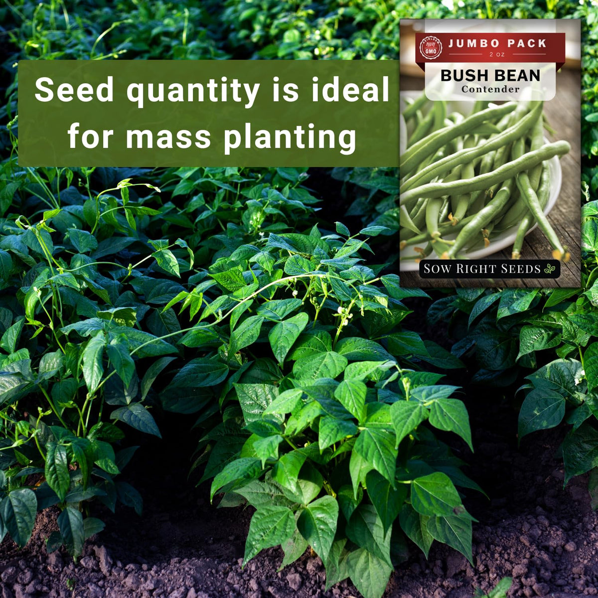 Young Contender bean plants growing in full sun.