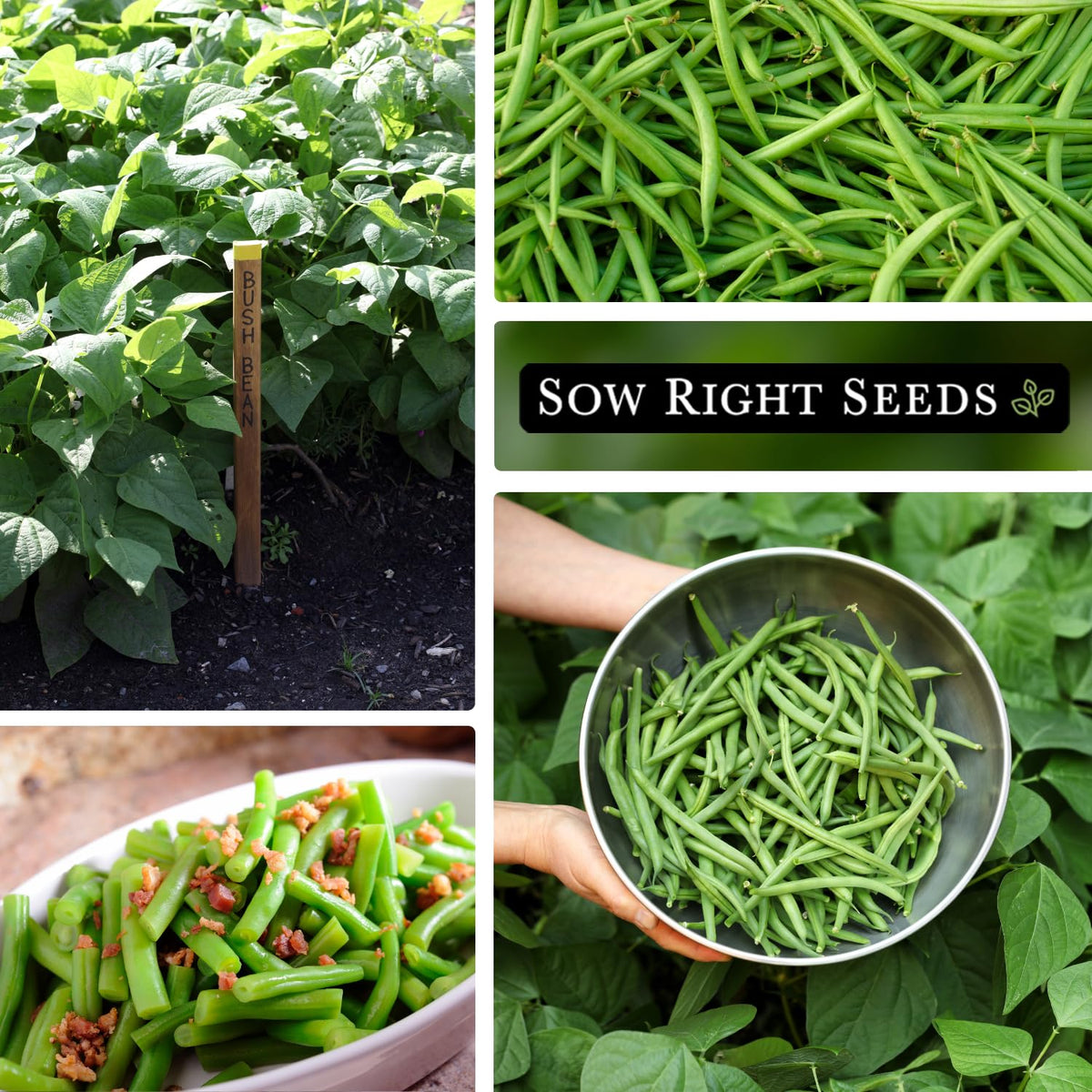 Harvest-ready Contender beans waiting for fresh garden meals.