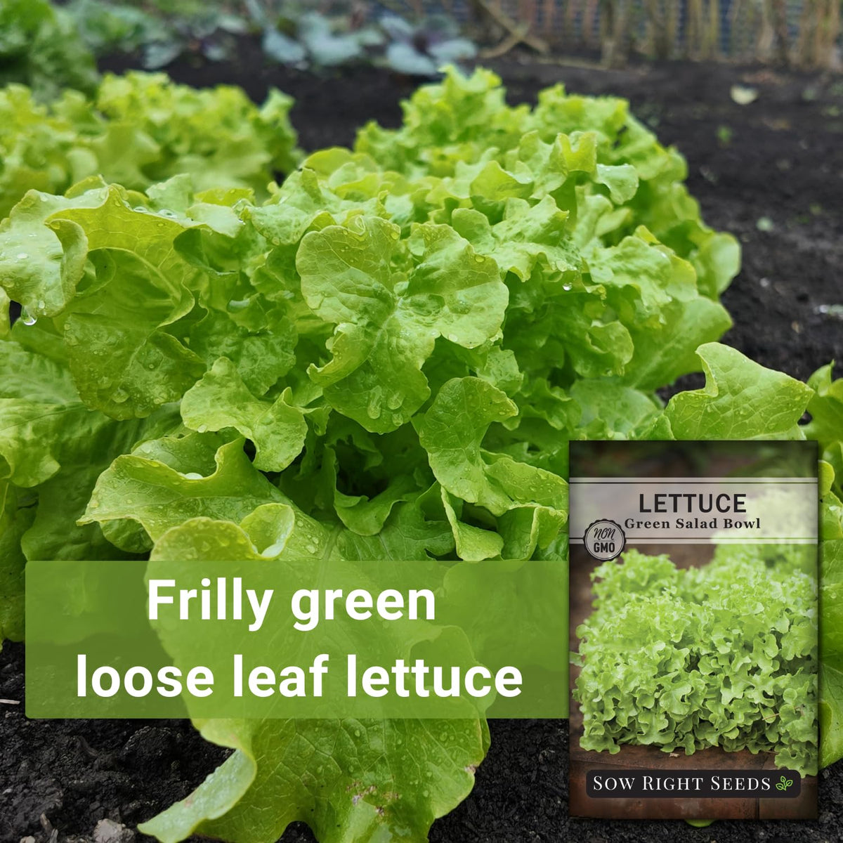 Sow Right Seeds Green Salad Bowl cool-season lettuce for cool-weather planting.