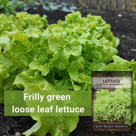 Sow Right Seeds Green Salad Bowl cool-season lettuce for cool-weather planting.