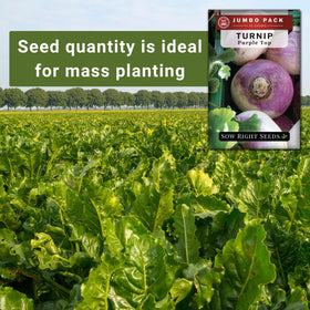 Sow Right Seeds turnips thrive in cool seasons for early harvest greens